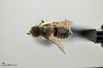 Media type: image;   Entomology 793948 Aspect: habitus dorsal view